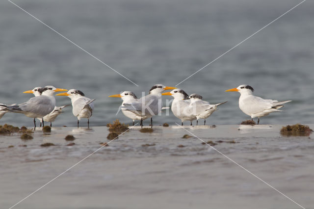 Koningsstern (Sterna maxima)