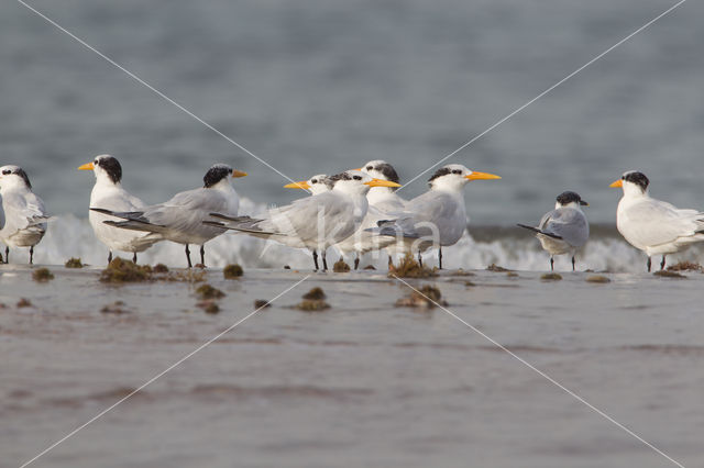 Koningsstern (Sterna maxima)