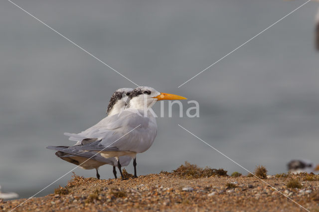 Koningsstern (Sterna maxima)