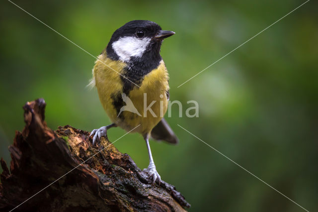 Great Tit (Parus major)