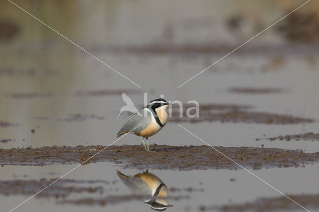 Egyptian Plover