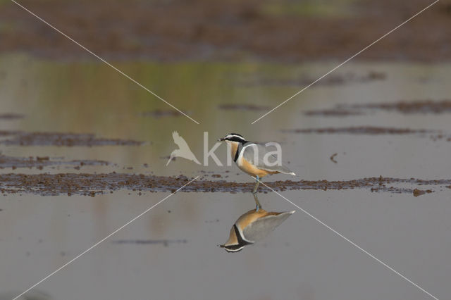 Krokodilwachter (Pluvianus aegyptius)