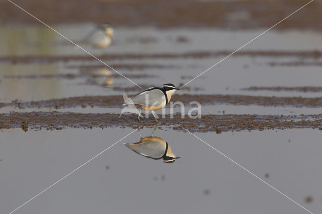 Egyptian Plover