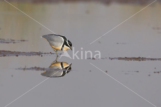 Egyptian Plover