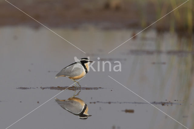 Egyptian Plover