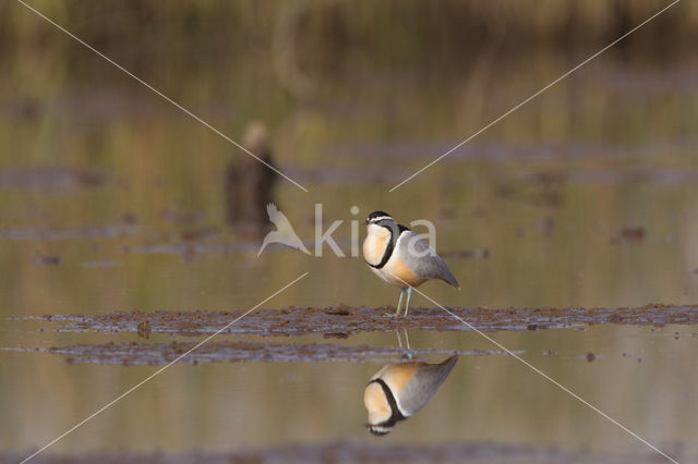 Egyptian Plover