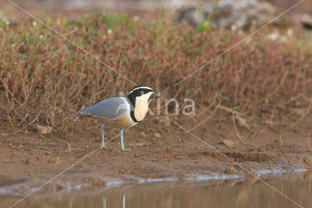 Krokodilwachter (Pluvianus aegyptius)