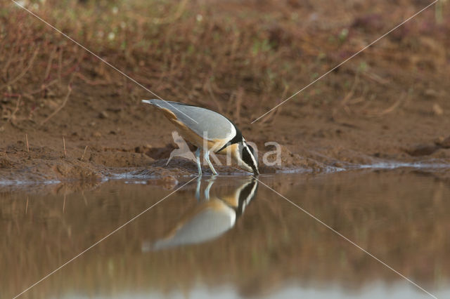 Krokodilwachter (Pluvianus aegyptius)