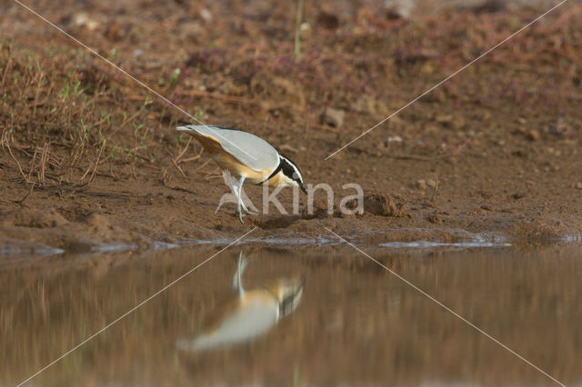 Krokodilwachter (Pluvianus aegyptius)