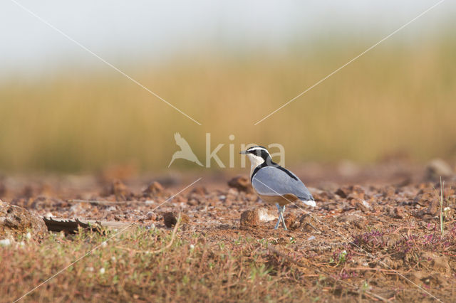 Egyptian Plover