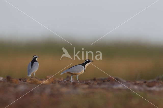 Egyptian Plover