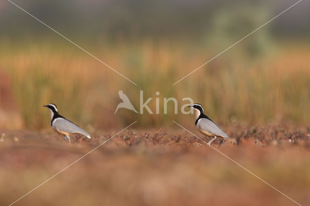 Egyptian Plover