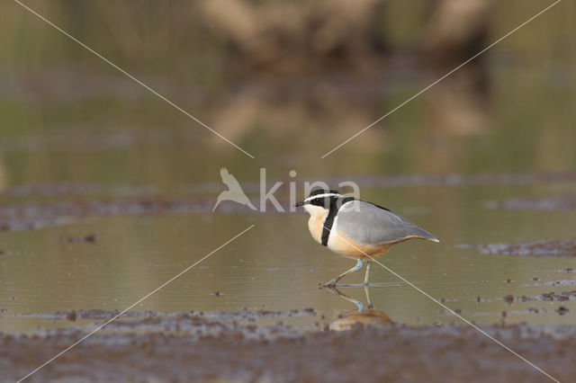 Krokodilwachter (Pluvianus aegyptius)