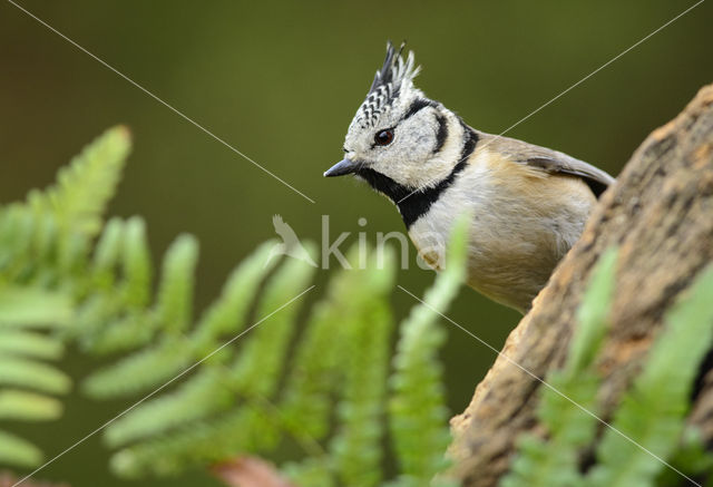 Kuifmees (Parus cristatus)