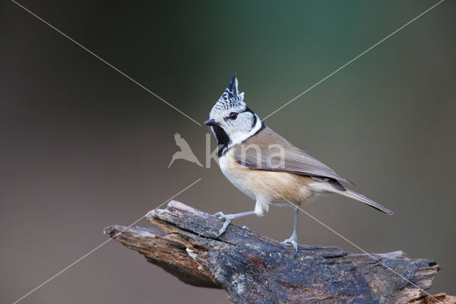 Kuifmees (Parus cristatus)