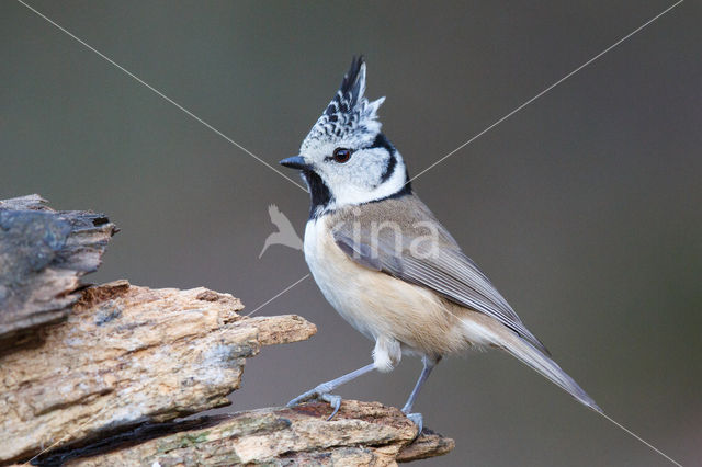 Kuifmees (Parus cristatus)