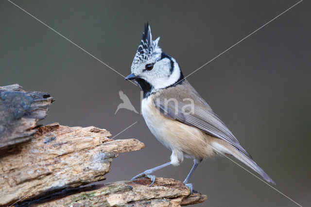 Kuifmees (Parus cristatus)