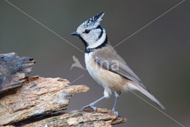 Kuifmees (Parus cristatus)