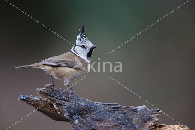 Kuifmees (Parus cristatus)