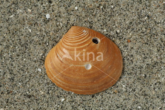 Laevastarte ovatacostata