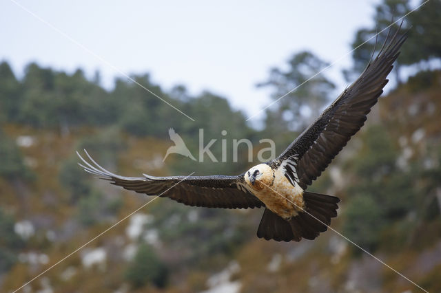 Bearded Vulture / Lammergeier (Gypaetus barbatus)