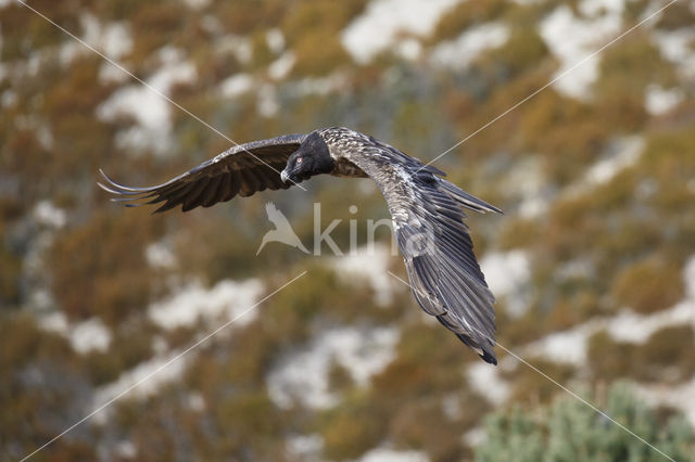 Bearded Vulture / Lammergeier (Gypaetus barbatus)