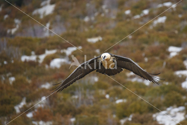 Lammergier (Gypaetus barbatus)