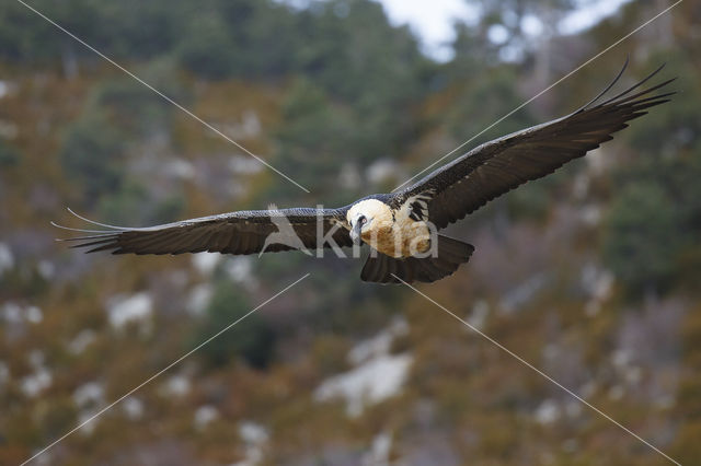 Bearded Vulture / Lammergeier (Gypaetus barbatus)