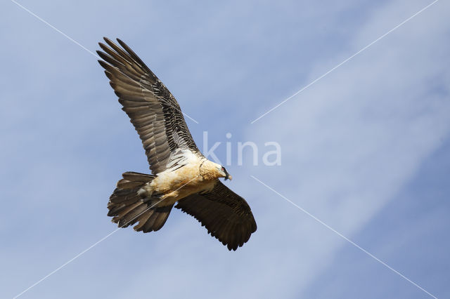 Bearded Vulture / Lammergeier (Gypaetus barbatus)