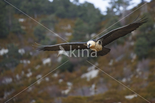 Bearded Vulture / Lammergeier (Gypaetus barbatus)