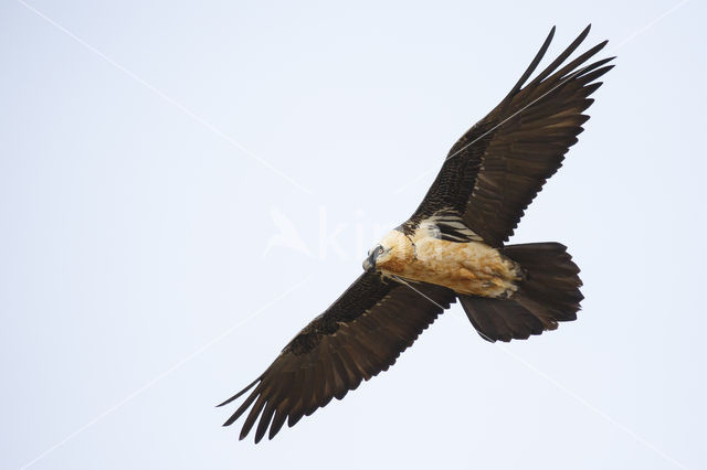 Bearded Vulture / Lammergeier (Gypaetus barbatus)