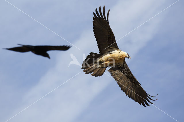 Bearded Vulture / Lammergeier (Gypaetus barbatus)