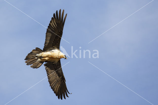 Bearded Vulture / Lammergeier (Gypaetus barbatus)