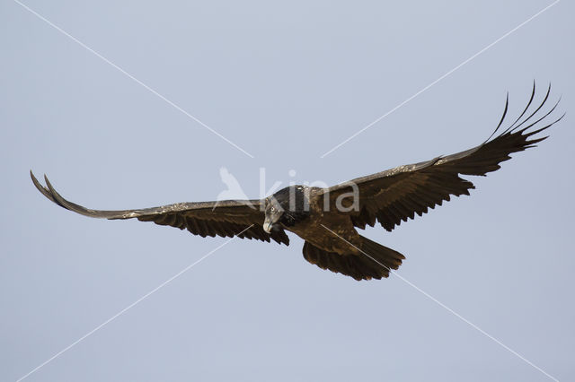 Bearded Vulture / Lammergeier (Gypaetus barbatus)