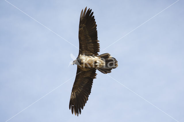 Bearded Vulture / Lammergeier (Gypaetus barbatus)