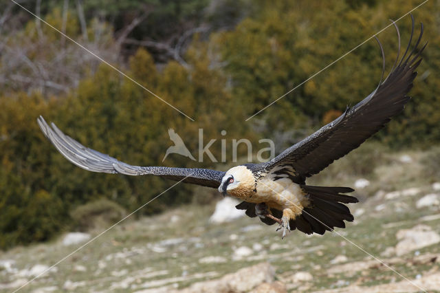 Lammergier (Gypaetus barbatus)