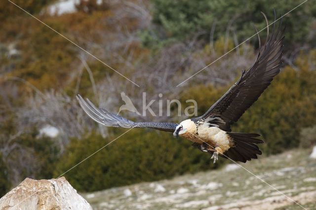 Bearded Vulture / Lammergeier (Gypaetus barbatus)