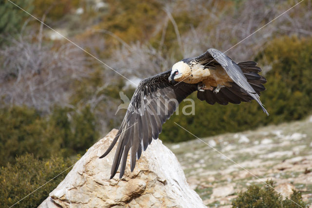 Bearded Vulture / Lammergeier (Gypaetus barbatus)