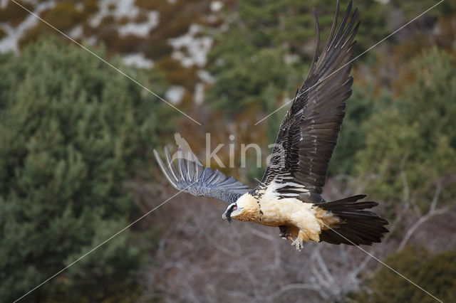 Bearded Vulture / Lammergeier (Gypaetus barbatus)