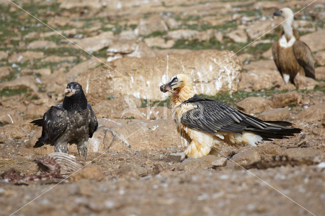 Bearded Vulture / Lammergeier (Gypaetus barbatus)