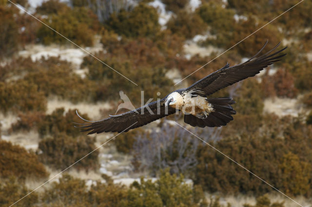 Bearded Vulture / Lammergeier (Gypaetus barbatus)