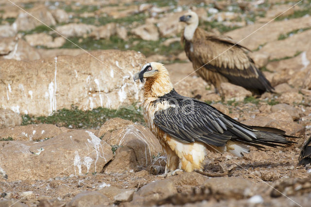 Bearded Vulture / Lammergeier (Gypaetus barbatus)