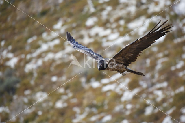 Bearded Vulture / Lammergeier (Gypaetus barbatus)