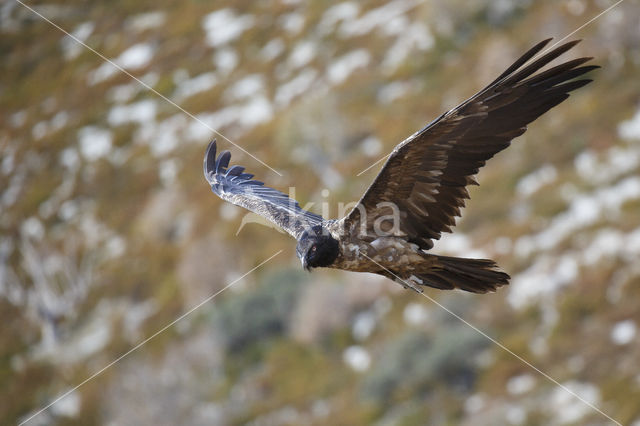 Bearded Vulture / Lammergeier (Gypaetus barbatus)