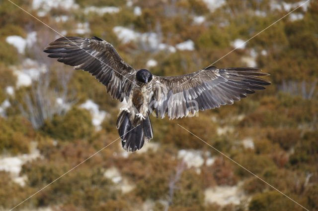 Lammergier (Gypaetus barbatus)