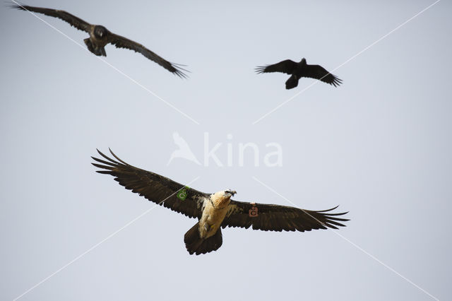 Bearded Vulture / Lammergeier (Gypaetus barbatus)