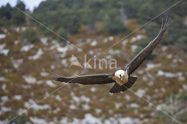 Lammergier (Gypaetus barbatus)