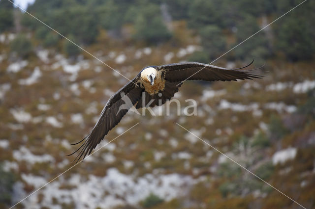 Bearded Vulture / Lammergeier (Gypaetus barbatus)