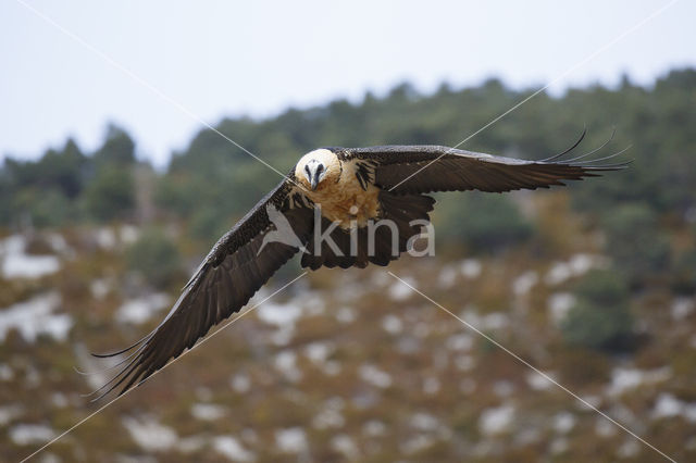 Lammergier (Gypaetus barbatus)