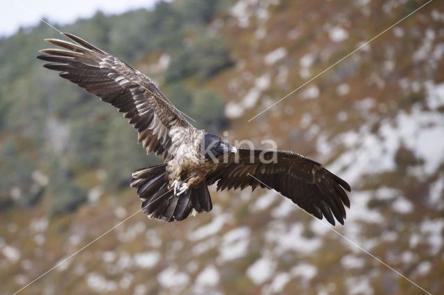 Bearded Vulture / Lammergeier (Gypaetus barbatus)